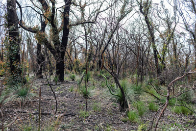 Trees growing in forest