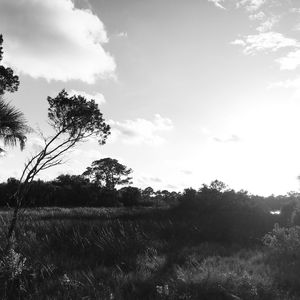 Trees on field against sky