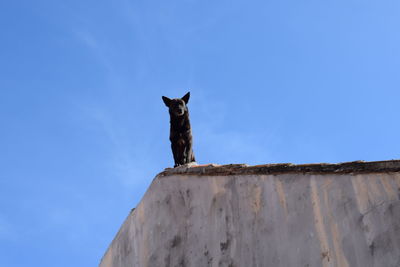 Low angle view of a cat on wall