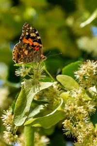 Close-up of butterfly pollinating on flower