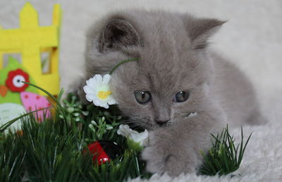 Close-up of cat by flowers