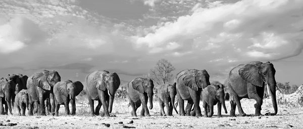 Panoramic view of african elephants on field against sky