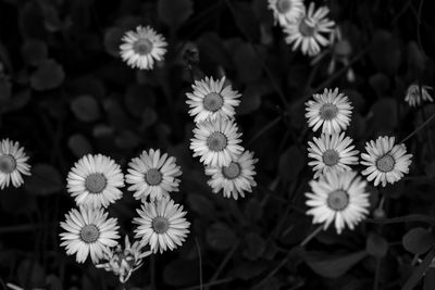 Close-up of white flowering plants