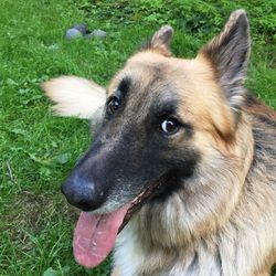 Close-up of dog on field