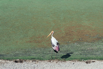 Bird on field