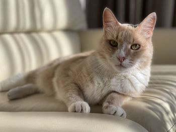 Close-up of cat lying on bed at home