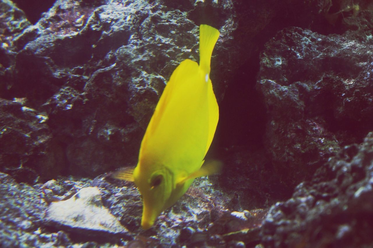 Yellow fish