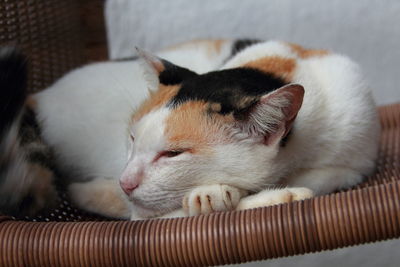 Cat relaxing on wicker chair