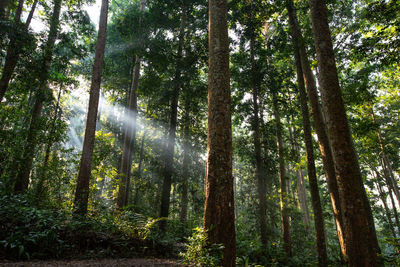 Low angle view of sunlight streaming through trees in forest