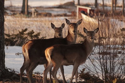 Deer standing in forest