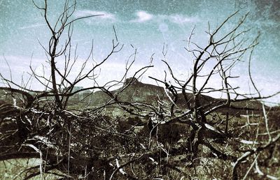 Bare trees against sky