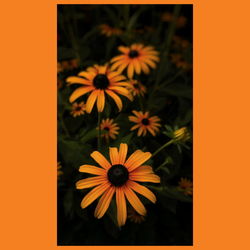 Close-up of yellow daisy flowers