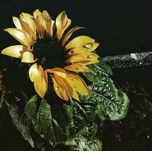 Close-up of water drops on yellow flower