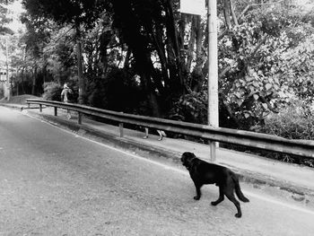 Dog by trees