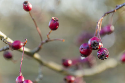 Close-up of berries growing on tree