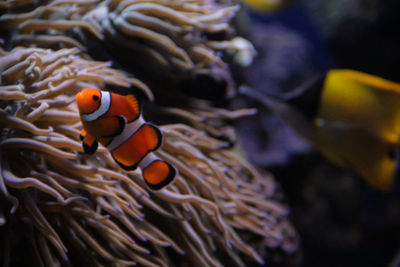 Fish swimming in sea