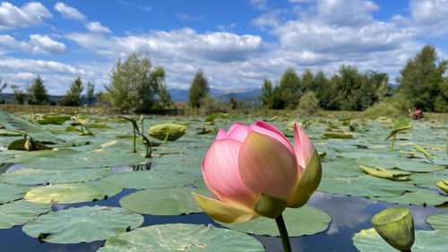 Close-up of pink flowering plant, water lilies 