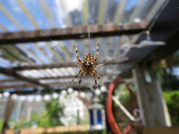 Close-up of spider on web