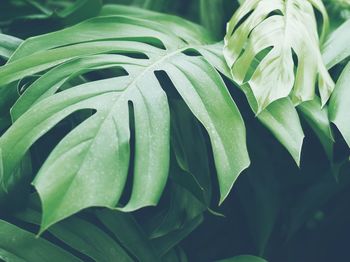Close-up of flower blooming outdoors