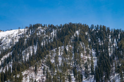 Pine trees in forest against blue sky