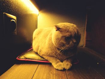 Cat sitting on wooden floor