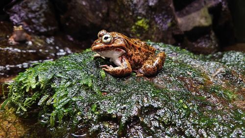 Close-up of frog on rock