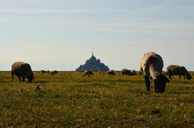 Sheep in a field