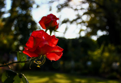 Close-up of red flower