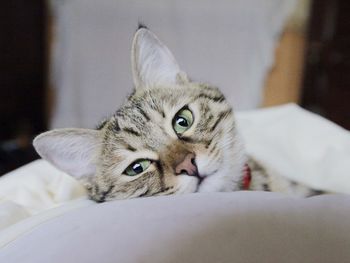 Close-up of cat resting on bed