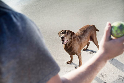 Cropped image of man throwing ball towards dog on beach