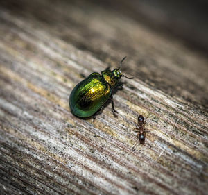 Close-up of insect on wood