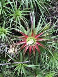 High angle view of flowering plant on field