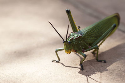 Close-up of insect