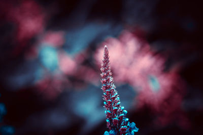 Close-up of flowering plant during winter