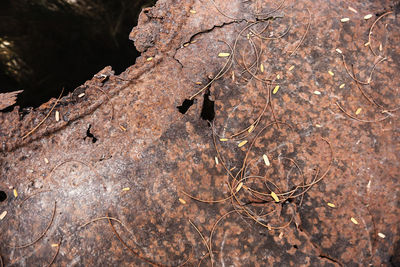 Close-up of dried plant on rock