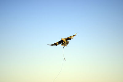 Close-up of butterfly flying