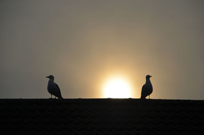 Low angle view of silhouette seagulls perching on roof against clear sky during sunset