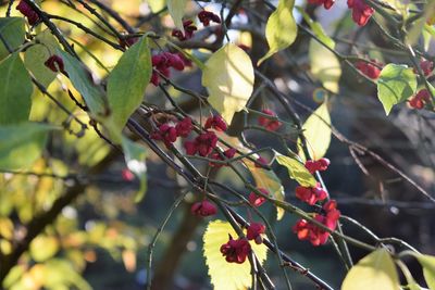 Close-up of berries growing on tree