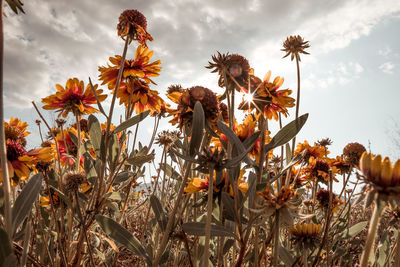Close-up of wilted flowers on field against sky