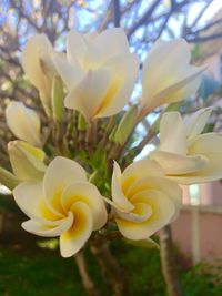 Close-up of yellow flower