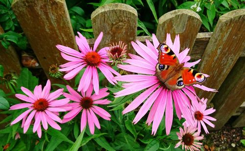 Close-up of butterfly pollinating flower