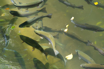 Fish swimming in sea