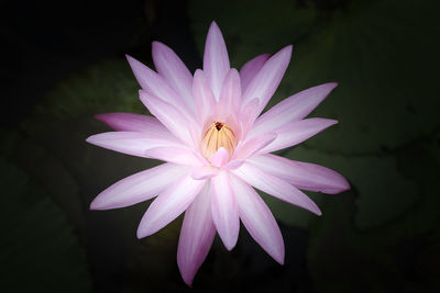Beautiful lotus flower with various colors in natural and balck background