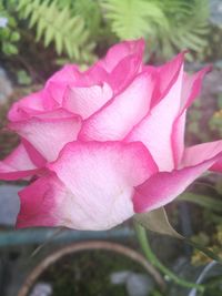 Close-up of pink flower blooming outdoors