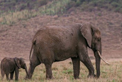 Side view of elephant walking on field