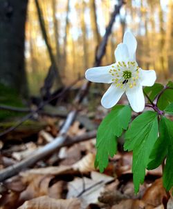 Close-up of white flowering plant