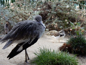 Close-up of bird on grass