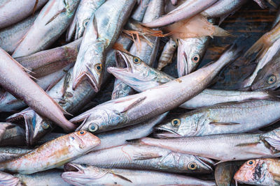 Various freshly just caught fish on a fishing wooden boat ready to be sold in a fish market