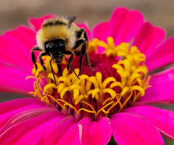 Close-up of bee pollinating on pink flower