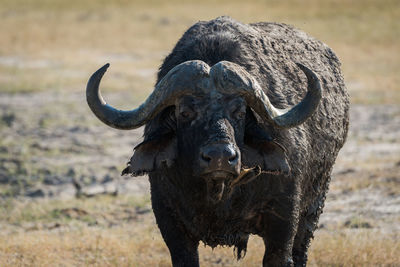 Muddy african buffalo on field